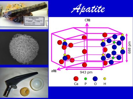 生命体の骨格をつくるアパタイトの科学 | 京都大学アカデミックデイ ...