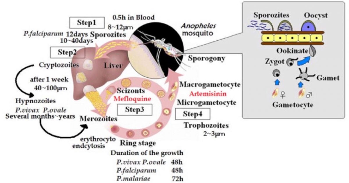熱帯地域の感染症 マラリアについて | 京都大学アカデミックデイズ ...